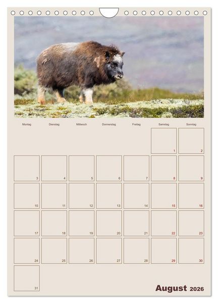 Produktbild: Moschusochsen - Norwegens gem&uuml;tliche Riesen (Wandkalender 2026 DIN A4 hoch), CALVENDO Monatskalender