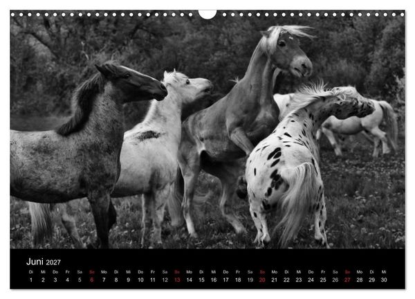 Produktbild: Pferde 2027 Wild Thing (Wandkalender 2027 DIN A3 quer), CALVENDO Monatskalender