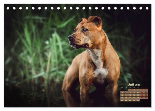 Produktbild: Listenhunde - mehr als nur eine Kategorie (Tischkalender 2026 DIN A5 quer), CALVENDO Monatskalender