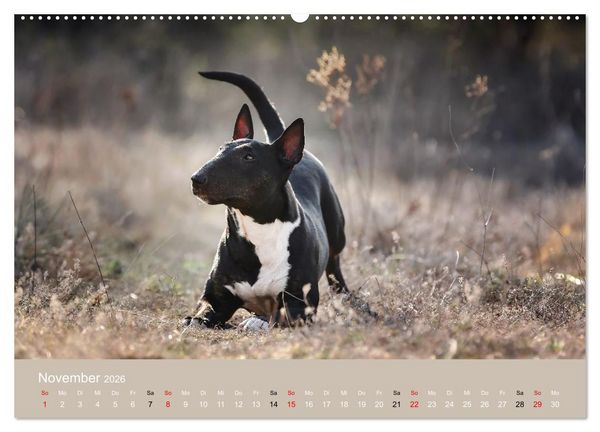 Produktbild: Bullterrier - charmante Herzensbrecher (Wandkalender 2026 DIN A2 quer), CALVENDO Monatskalender