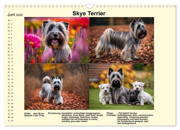 Produktbild: Terrier-Rassen im Portrait (Wandkalender 2026 DIN A3 quer), CALVENDO Monatskalender