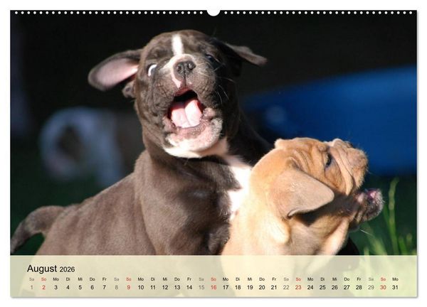 Produktbild: Bulldoggen-Kindergarten (hochwertiger Premium Wandkalender 2026 DIN A2 quer), Kunstdruck in Hochglanz