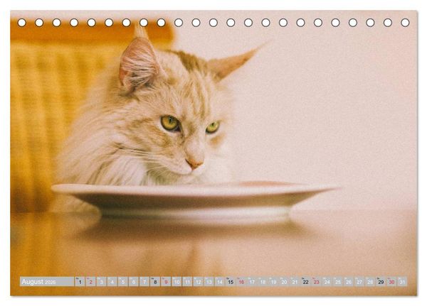 Produktbild: Katzen Pers&ouml;nlichkeiten 2026 (Tischkalender 2026 DIN A5 quer), CALVENDO Monatskalender