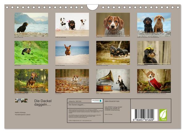 Produktbild: Die Dackel daggeln.... (Wandkalender 2026 DIN A4 quer), CALVENDO Monatskalender