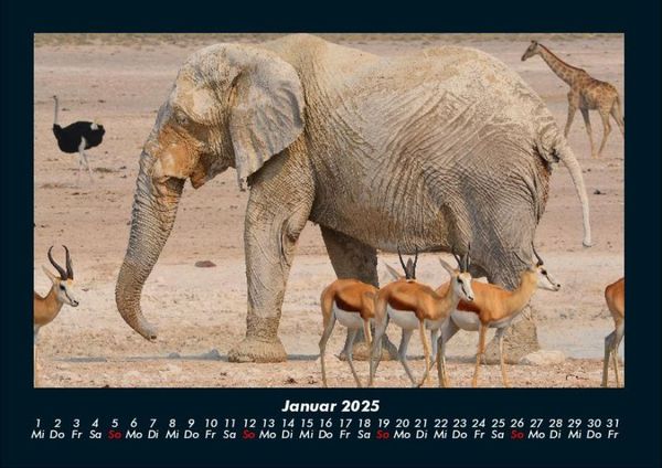 Produktbild: Elefanten - Die sanften Riesen Afrikas 2025 Fotokalender DIN A4