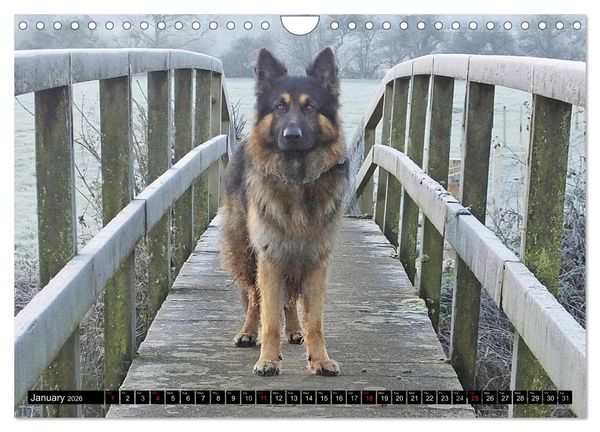 Produktbild: The German Shepherd Longcoat (Wall Calendar 2026 DIN A4 landscape), CALVENDO 12 Month Wall Calendar
