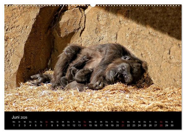 Produktbild: Gorillas - Die sanften Wilden (Wandkalender 2026 DIN A2 quer), CALVENDO Monatskalender