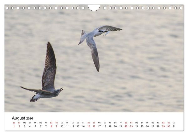 Produktbild: M&ouml;wen am Meer (Wandkalender 2026 DIN A4 quer), CALVENDO Monatskalender