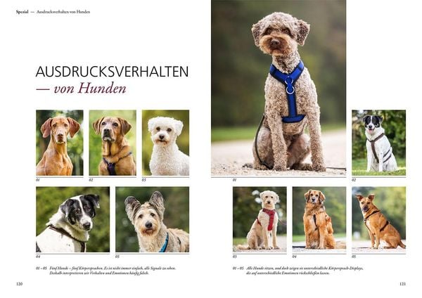 Produktbild: Die Macht der K&ouml;rpersprache