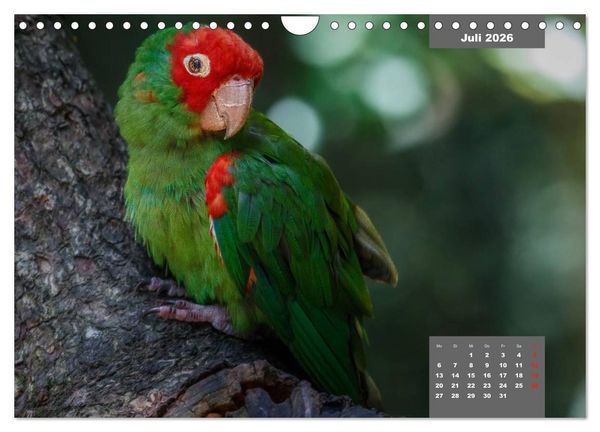 Produktbild: Papageien - Frech, sch&ouml;n und schlau (Wandkalender 2026 DIN A4 quer), CALVENDO Monatskalender