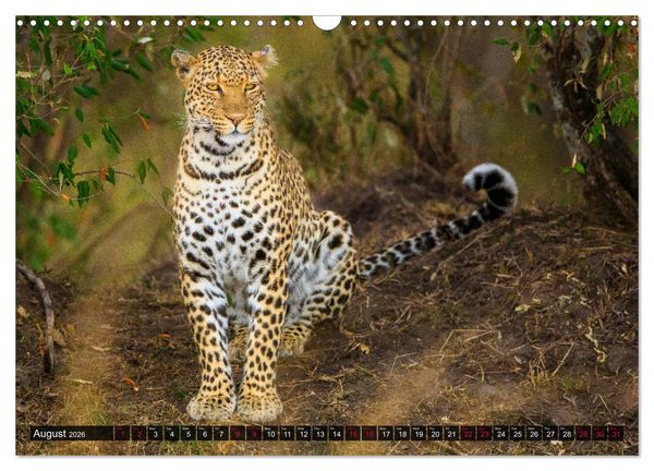 Produktbild: Leopards in the wild (Wall Calendar 2026 DIN A3 landscape), CALVENDO 12 Month Wall Calendar