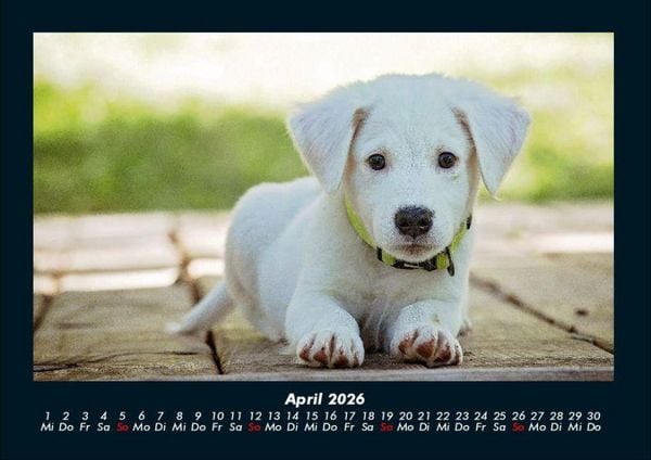 Produktbild: Hunde 2026 Fotokalender DIN A4