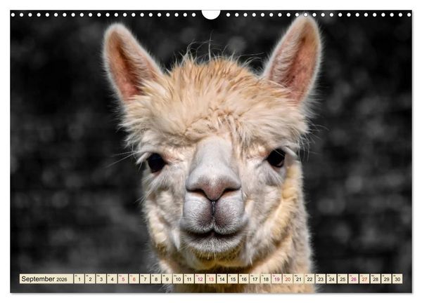 Produktbild: Alpaka Gesichter (Wandkalender 2026 DIN A3 quer), CALVENDO Monatskalender