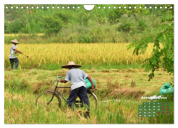 Produktbild: Riz de Chine (Calendrier mural 2026 DIN A4 vertical), CALVENDO calendrier mensuel