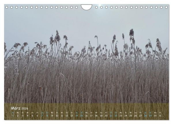 Produktbild: Moortr&auml;ume - Natursch&ouml;nheit in Bildern (Wandkalender 2026 DIN A4 quer), CALVENDO Monatskalender