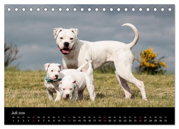 Produktbild: American Bulldog - alles Andere ist nur ein Hund (Tischkalender 2026 DIN A5 quer), CALVENDO Monatskalender