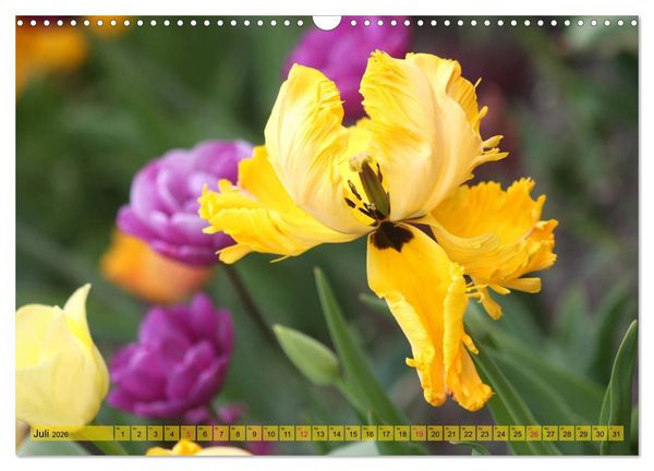 Produktbild: Im Tulpengarten (Wandkalender 2026 DIN A3 quer), CALVENDO Monatskalender