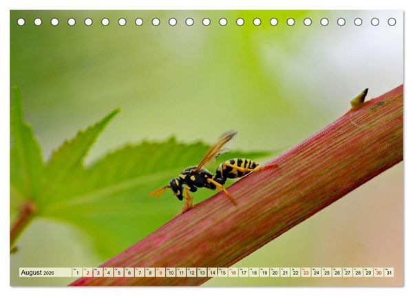 Produktbild: Wenn die Hummeln zum naschen kommen, ist dein Garten perfekt (Tischkalender 2026 DIN A5 quer), CALVENDO Monatskalender