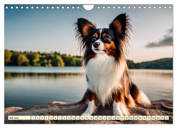 Produktbild: Papillon - bringt jedes Herz zum Schmelzen (Wandkalender 2026 DIN A4 quer), CALVENDO Monatskalender