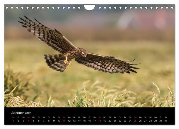 Produktbild: Wiesenweihen in Deutschland (Wandkalender 2026 DIN A4 quer), CALVENDO Monatskalender