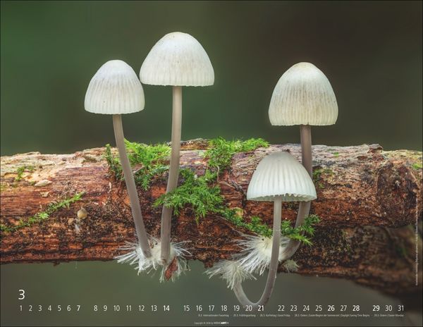 Produktbild: Wunderwelt der Pilze Kalender 2027