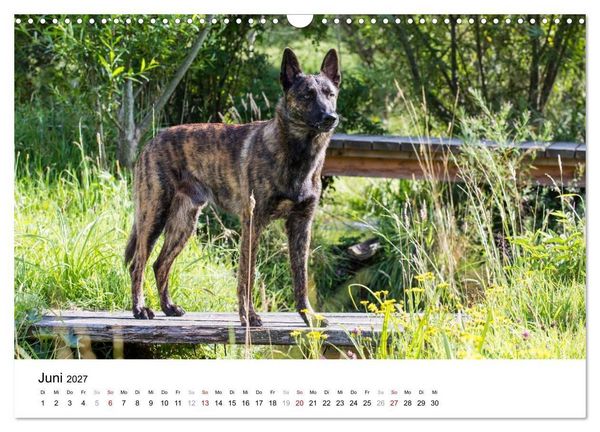 Produktbild: ausdrucksvolle Holl&auml;ndische Sch&auml;ferhunde (Wandkalender 2027 DIN A3 quer), CALVENDO Monatskalender