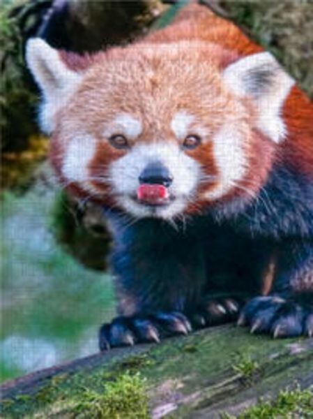 CALVENDO Puzzle Roter Panda 1000 Teile Lege-Größe 480 x 640 cm Foto-Puzzle Bild von Peter Roder