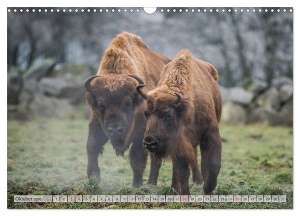 Produktbild: Emotionale Momente: Der Wisent. (Wandkalender 2026 DIN A3 quer), CALVENDO Monatskalender