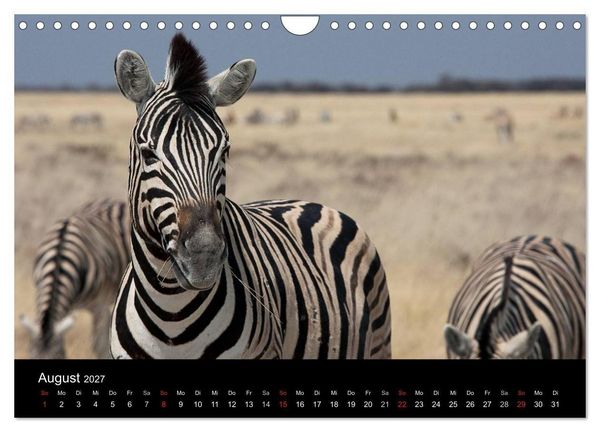 Produktbild: Wildlife Namibia (Wandkalender 2027 DIN A4 quer), CALVENDO Monatskalender