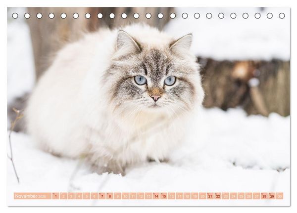 Produktbild: Maui und Molokai - Sibirische Katzenschwestern (Tischkalender 2026 DIN A5 quer), CALVENDO Monatskalender