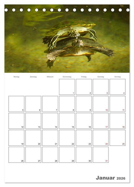 Produktbild: Langsame Schildkr&ouml;ten (Tischkalender 2026 DIN A5 hoch), CALVENDO Monatskalender
