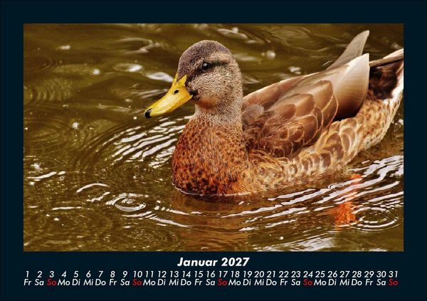 Produktbild: Enten 2027 Fotokalender DIN A5
