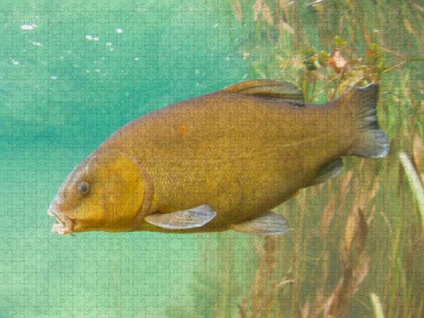 Produktbild: CALVENDO Puzzle Schleie im Fluss Ain, Bourgogne-Franche-Comt&eacute; | 1000 Teile Lege-Gr&ouml;&szlig;e 64x48cm Foto-Puzzle f&uuml;r gl&uuml;ckliche Stunden