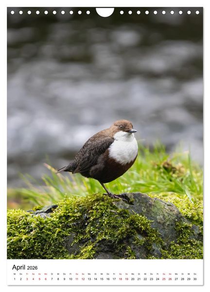 Produktbild: Heimische V&ouml;gel in Ihren G&auml;rten (Wandkalender 2026 DIN A4 hoch), CALVENDO Monatskalender