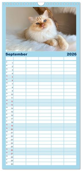 Produktbild: Familienplaner 2026 - Heilige Birma Katzen Kalender mit 5 Spalten (Wandkalender, 21 x 45 cm) CALVENDO