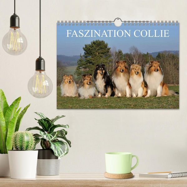 Produktbild: Faszination Collie 2026 (Wandkalender 2026 DIN A4 quer), CALVENDO Monatskalender