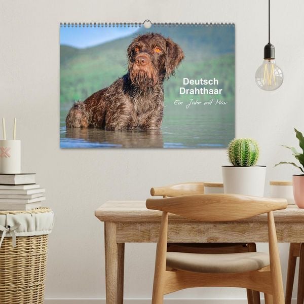 Produktbild: Deutsch Drahthaar - Ein Jahr mit Max (Wandkalender 2026 DIN A3 quer), CALVENDO Monatskalender