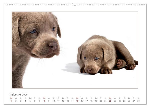 Produktbild: Labradorwelpen - Freunde f&uuml;rs Leben (hochwertiger Premium Wandkalender 2026 DIN A2 quer), Kunstdruck in Hochglanz