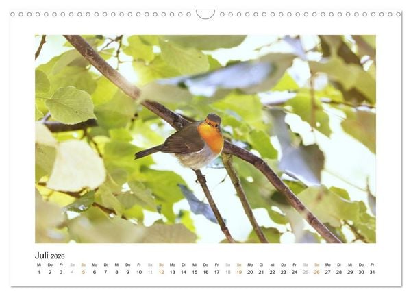 Produktbild: Zauberhafte Rotkehlchen (Wandkalender 2026 DIN A3 quer), CALVENDO Monatskalender