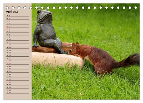 Produktbild: Eichh&ouml;rnchen. Wo sind blo&szlig; die N&uuml;sse? (Tischkalender 2026 DIN A5 quer), CALVENDO Monatskalender