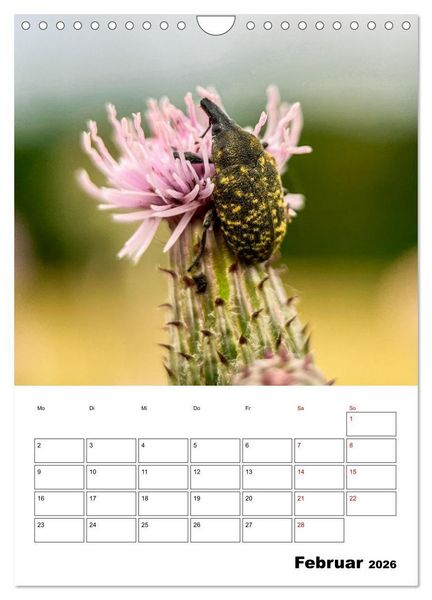 Produktbild: Insekten im Fokus (Wandkalender 2026 DIN A4 hoch), CALVENDO Monatskalender
