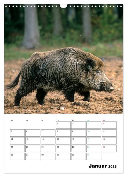 Produktbild: Schweine 2026 (Wandkalender 2026 DIN A3 hoch), CALVENDO Monatskalender