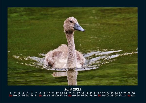 Produktbild: Welt der V&ouml;gel 2025 Fotokalender DIN A4