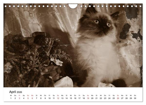 Produktbild: Oma's Katzenkalender 2026 (Wandkalender 2026 DIN A4 quer), CALVENDO Monatskalender