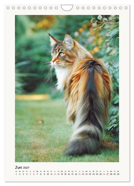 Produktbild: Main-Coon-Katzen. Sanfte Riesen im Gr&uuml;nen (Wandkalender 2027 DIN A4 hoch), CALVENDO Monatskalender
