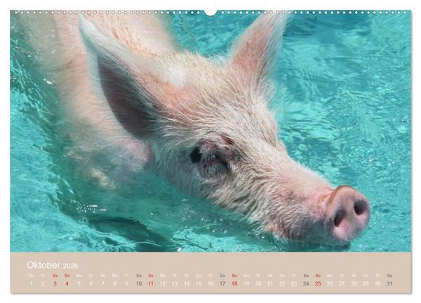 Produktbild: Schwimmende Schweine auf den Bahamas! (Wandkalender 2026 DIN A2 quer), CALVENDO Monatskalender