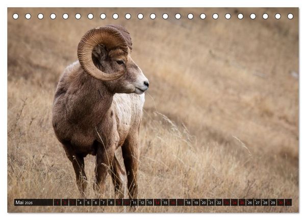 Produktbild: Wildtierkalender (Tischkalender 2026 DIN A5 quer), CALVENDO Monatskalender