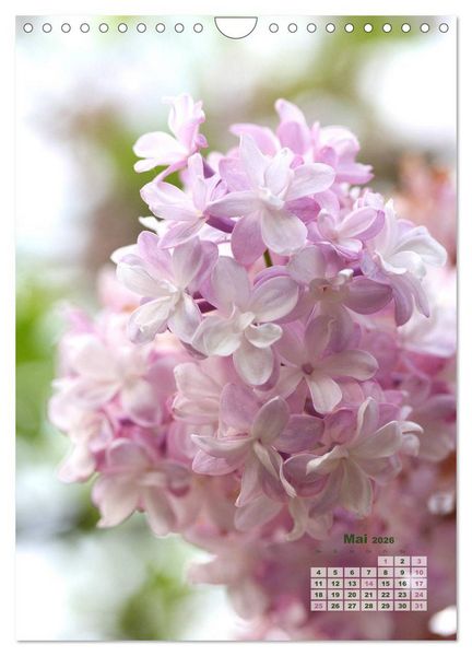 Produktbild: Fliederbl&uuml;te (Wandkalender 2026 DIN A4 hoch), CALVENDO Monatskalender