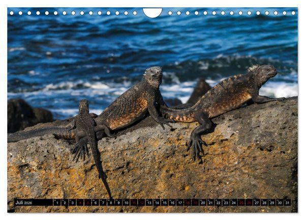 Produktbild: Naturparadies Galapagos - UNESCO Weltkulturerbe (Wandkalender 2026 DIN A4 quer), CALVENDO Monatskalender