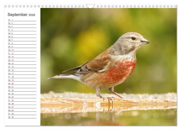 Produktbild: Faszinierendes Bulgarien (Wandkalender 2026 DIN A3 quer), CALVENDO Monatskalender